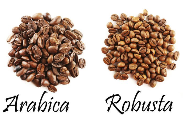 Two piles of roasted coffee beans sit side by side on a white background. The left pile, labeled “Arabica,” shows larger, more elongated beans with a pronounced center crease and a darker, more uniform roast. The right pile, labeled “Robusta,” shows smaller, rounder beans with a lighter, more uneven roast and a less defined crease.