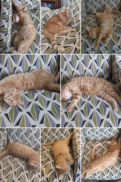 Mango, a ginger tabby, napping in all different positions on a geometric club chair. On his side, back, flipped and flopped, mango looks extremely comfortable.
