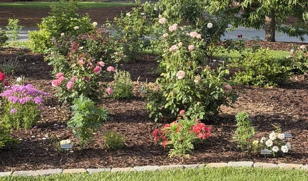 Lush garden with many roses of different colors
