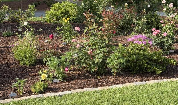Lush garden with many roses of different colors