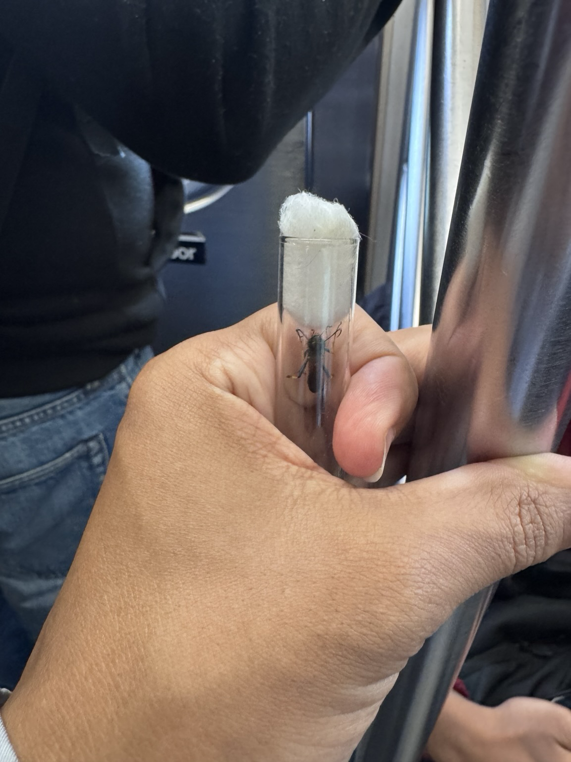 bug in a test tube as I hold pole on the subway. bug in a test tube as I hold pole on the subway.