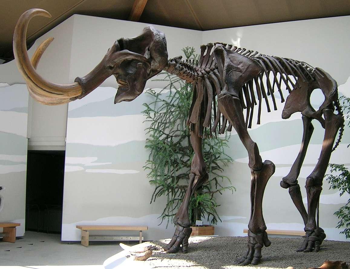 Largest European specimen, a male at Südostbayerisches Naturkunde- und Mammut-Museum, Siegsdorf