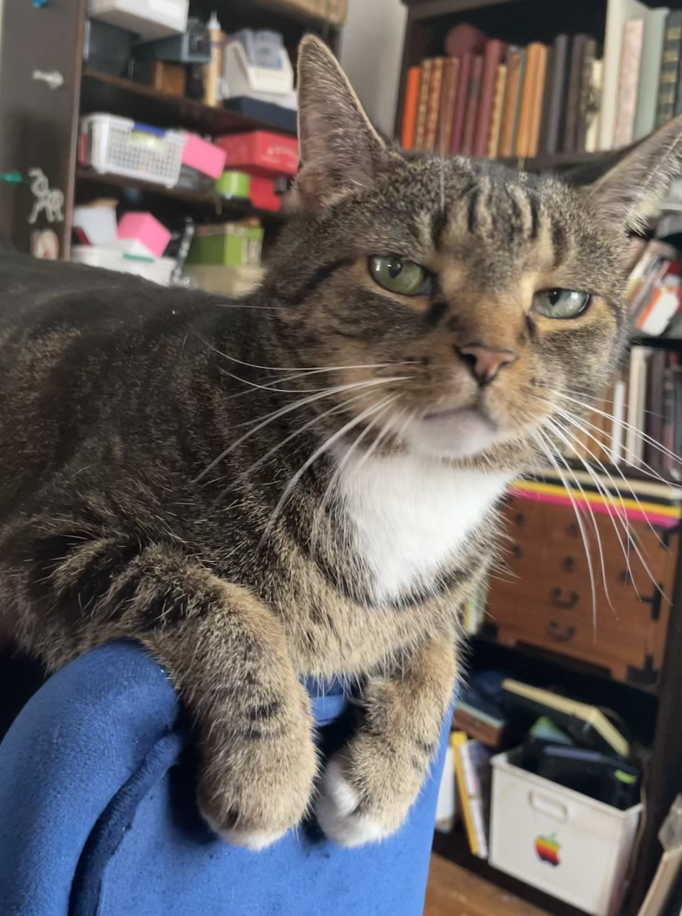 acute brown, happy cat looks sick with her paws, neatly plate over the edge of a blue chair. She sits on top. She looks a little skeptical.