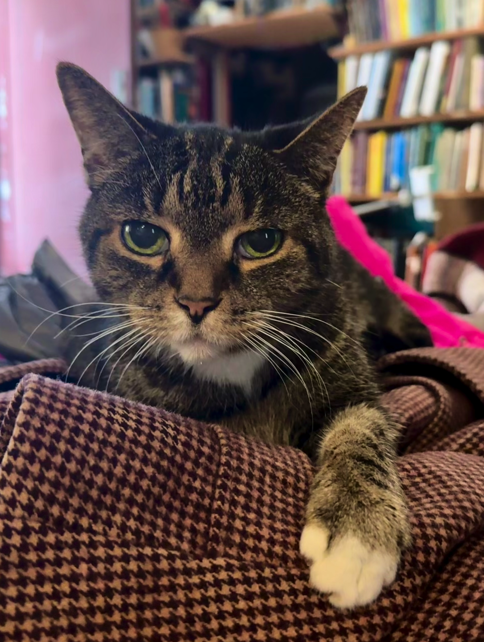 A brown tabby cat with big eyes resting on a tweed coat with one paw extended. She is a lovely little cat, with an expressive serious face looking right at you.