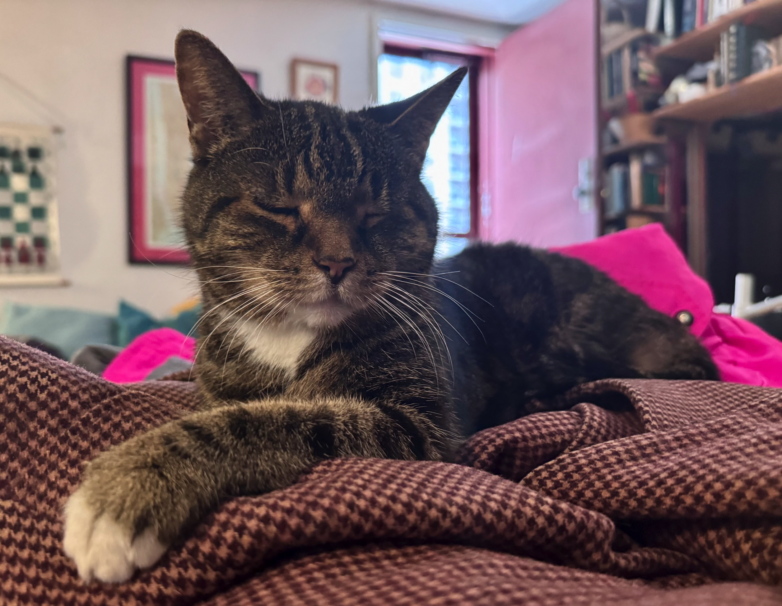 The same little brown tabby cat with a white patch on her chest and the tip of her extended paw. Still resting on the tweed jacket. Her eyes are closed as if trying to find peace in a world of chaos and bad service.