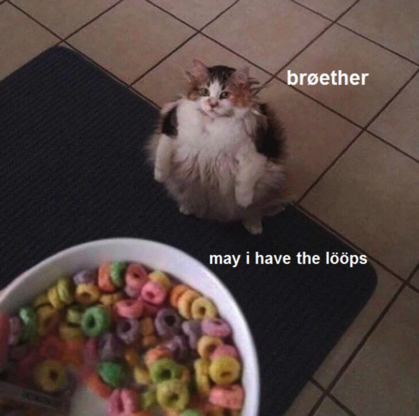 A meme about a very fluffy cat looking at a bowl of cereal the text says "Brรธther may I have the l lรถรถps"