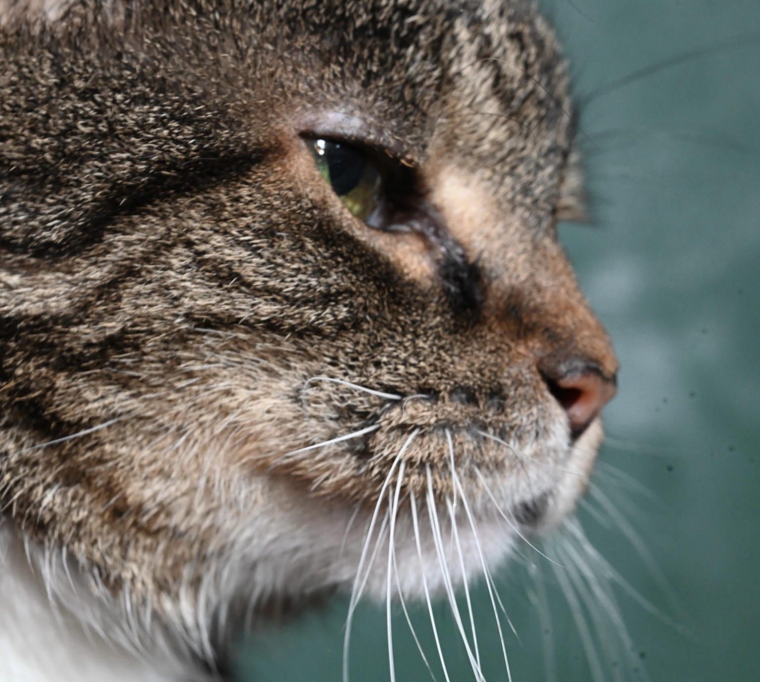 close-up photo of a tabby cat’s face in profile she looks very regal
