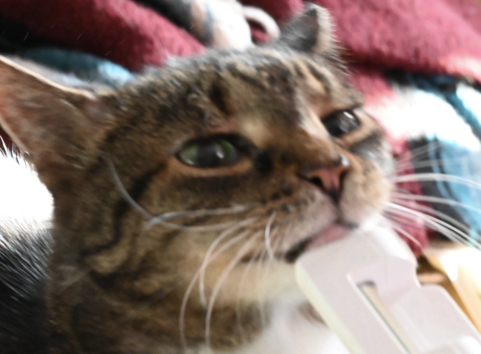 A more blurry photo showing another side of the cat. She is in fact very goofy in this photo. She’s looking a light stand for some reason and looks a little walleyed.
