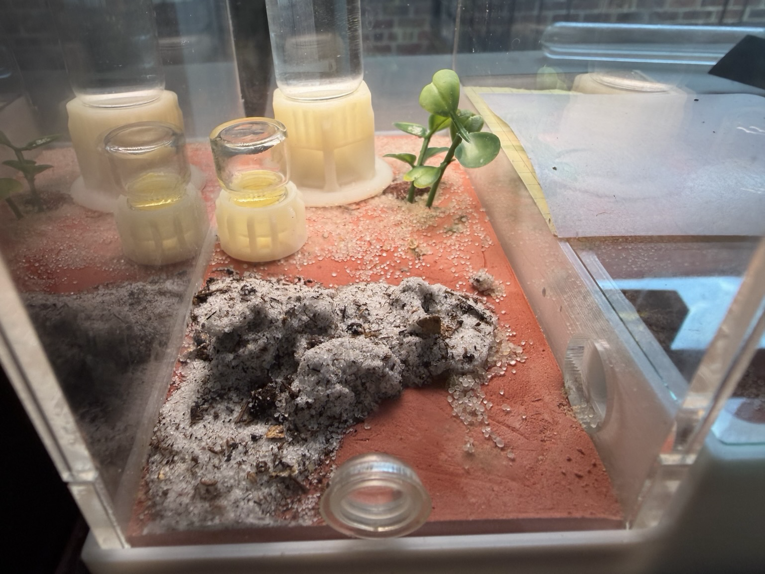The outside area of their enclosure there’s a tiny feeder with sugar water, and a larger one with freshwater and a pile of sand