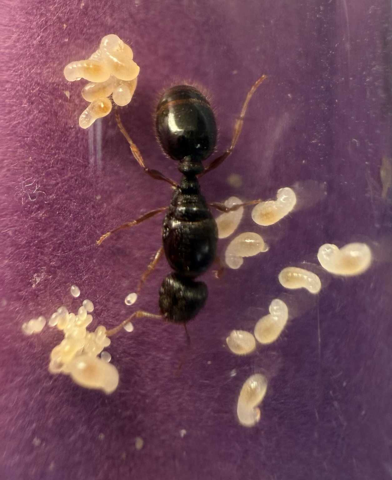 A shiny black ant queen, surrounded by three piles one contains white eggs, another one small larva, and the third one slightly plumper, larger larva