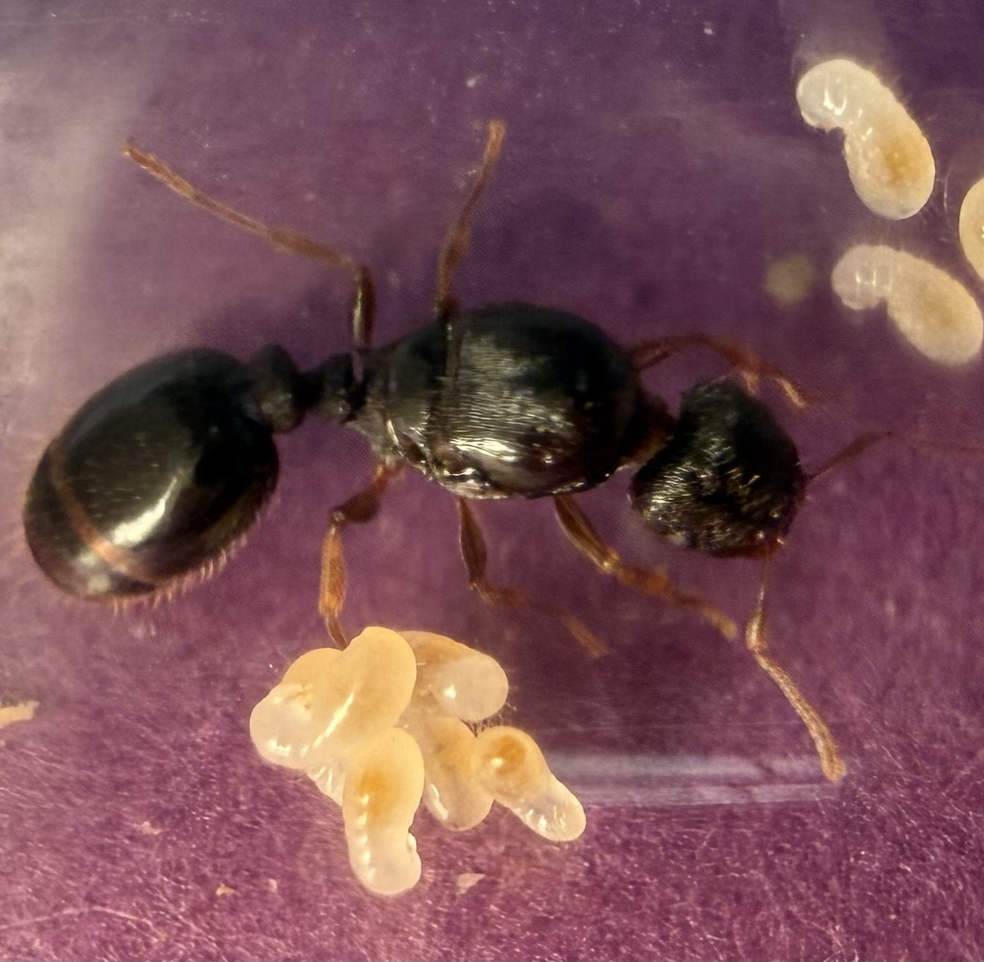 another view of the pavement ant queen.