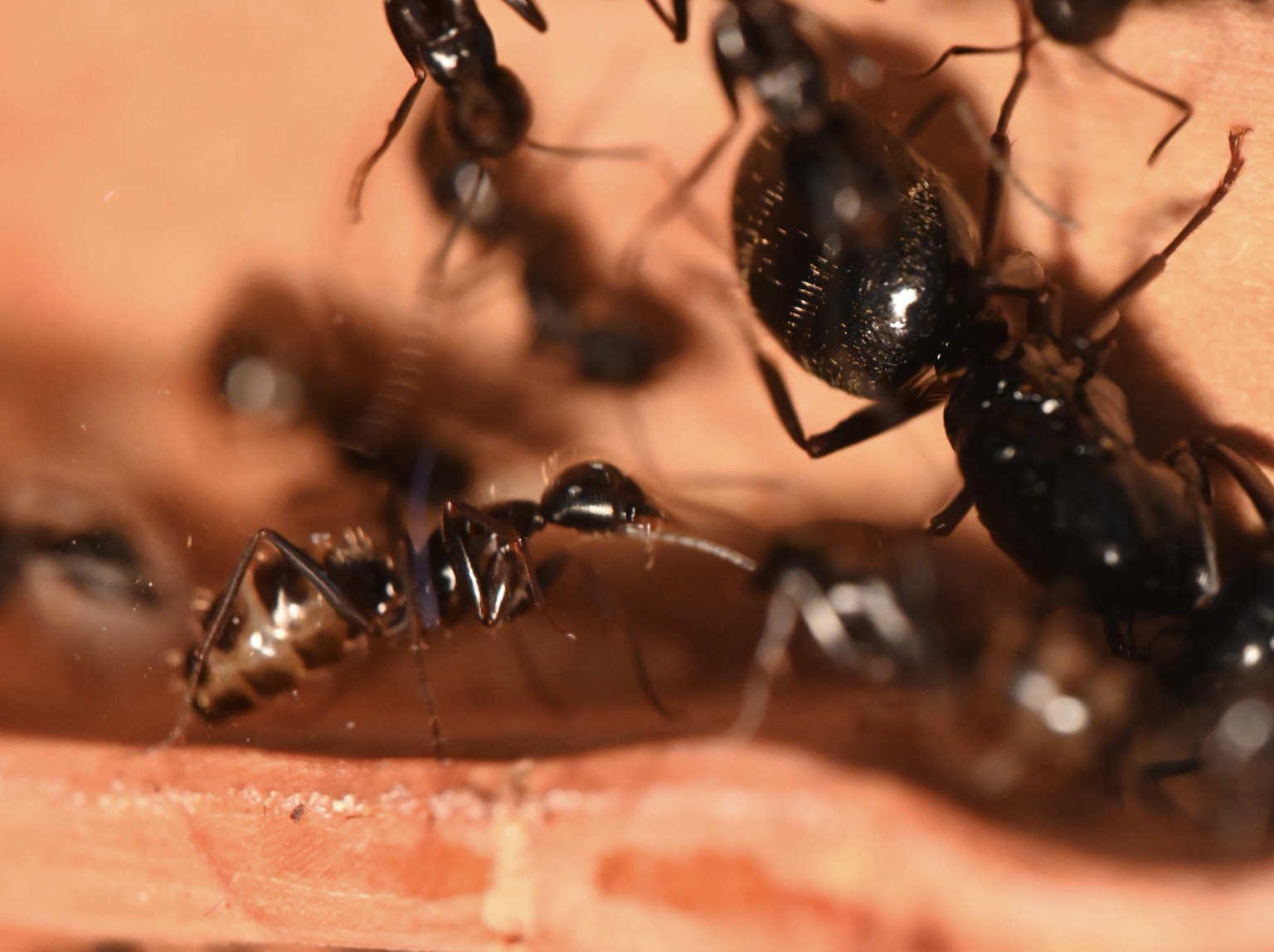 A black ant median carpenter ant worker, her gaster is distended because it is so full of food. This causes the tergites on her gaster to be separated by white gaps where her exoskeleton is nearly translucent. She’s full of food.