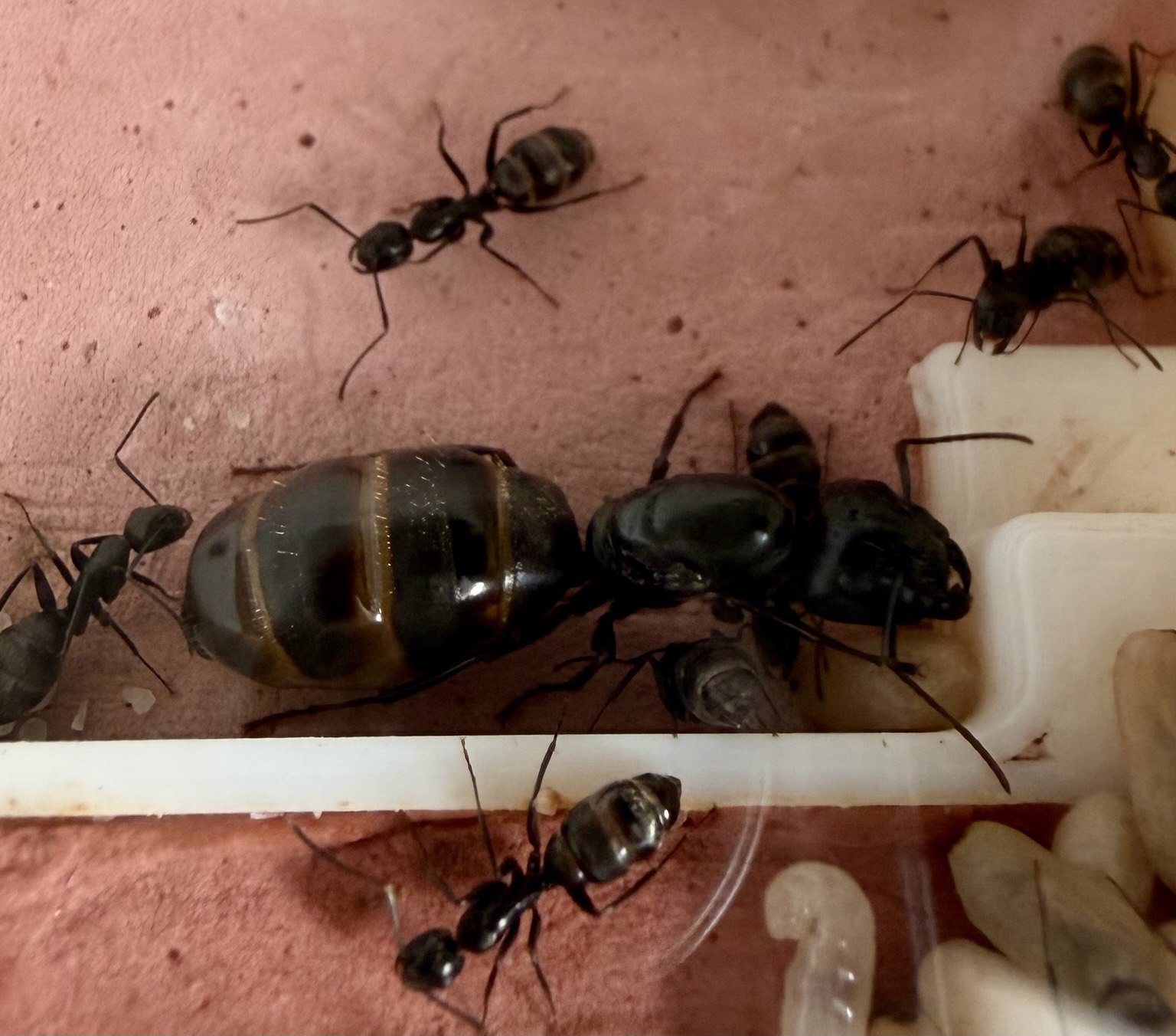 on a surface of pink clay, a large black ant is surrounded by her smaller daughters. She is very shiny and a little over 2 cm long. She has a head shaped like a shovel, and her caster is expanded.