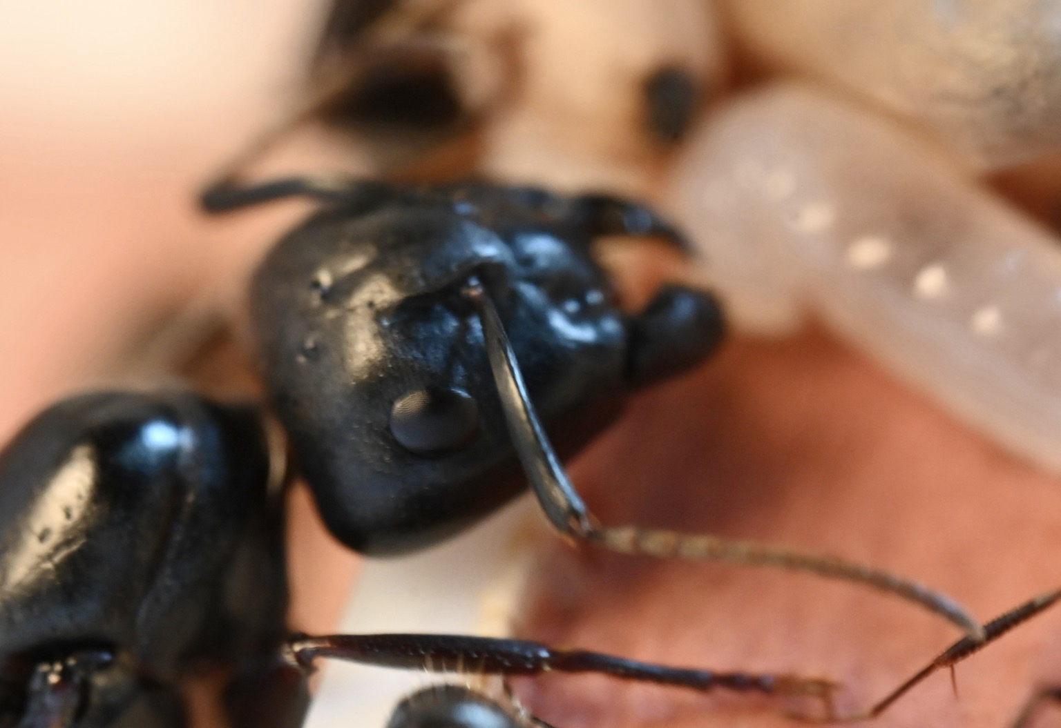 A close-up of the head of the queen ant you can see her large eye, and the texture of her exoskeleton is like buffed leather