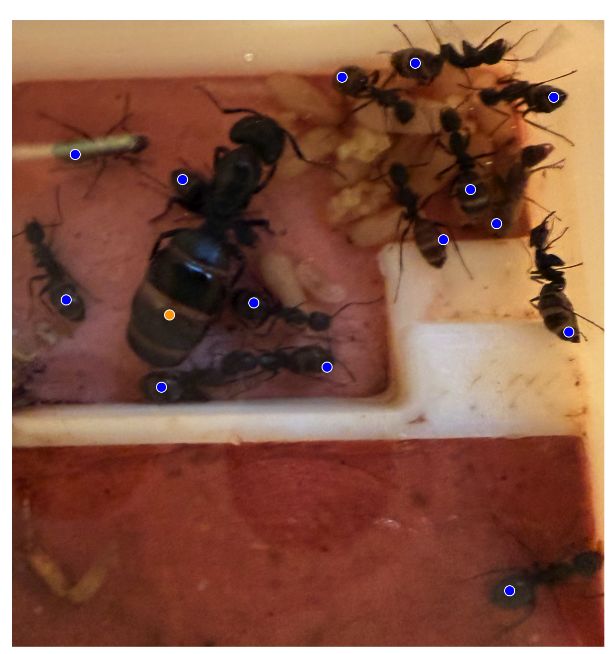 A photo of all of the ants in a colony with blue dots on each worker's gaster and a yellow dot on the queen.