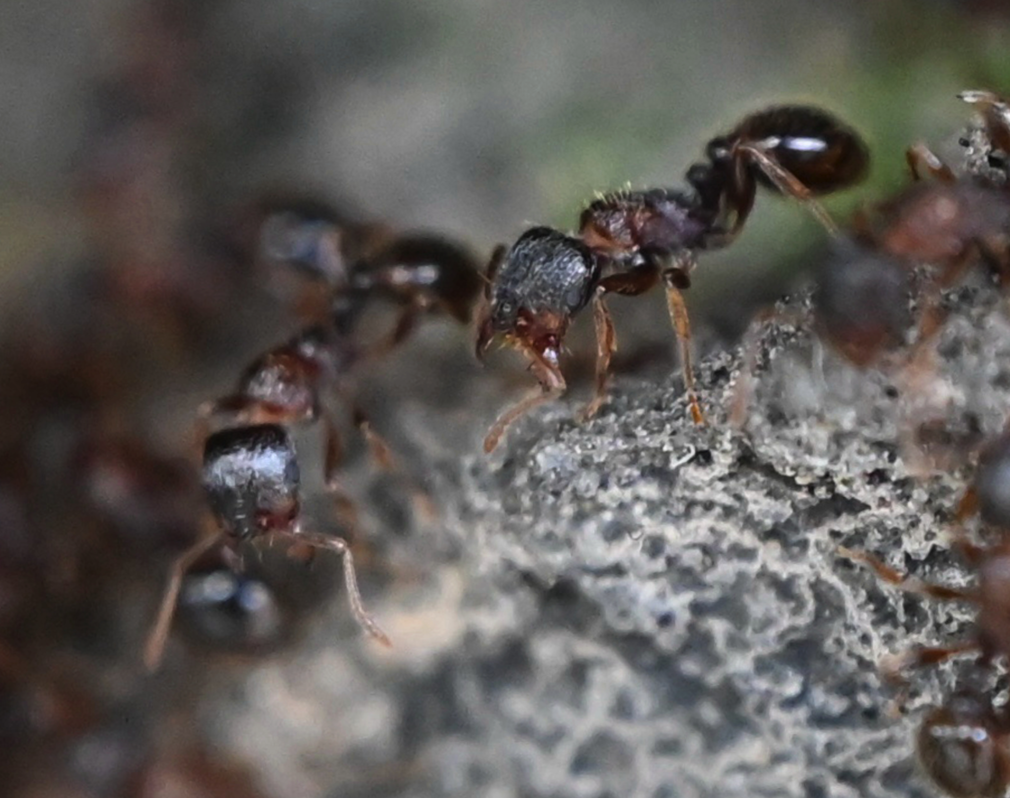 Brown ants on a rock near the entrance to their nest. These are tiny ants but it's a macro photo and you can see their mandibles are wide open.