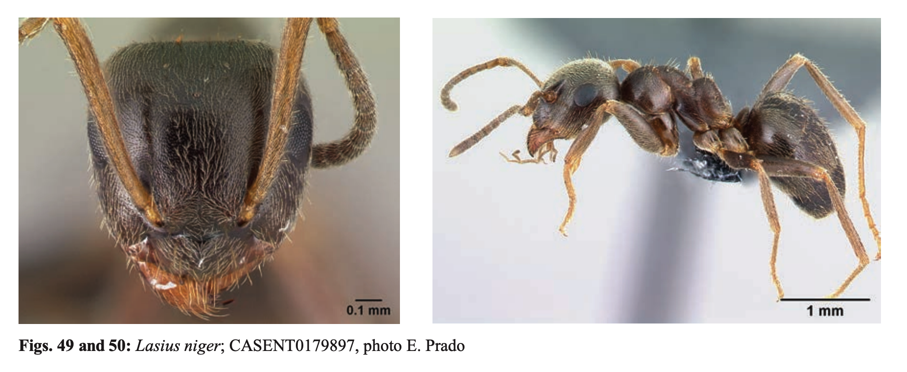 Lasius niger vs. Lasius platythorax  the Dendrolasius
