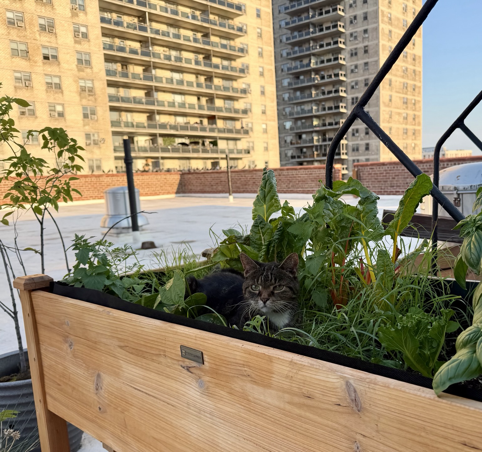 zooming out a bit, the tabby cat is in a wooden garden box on the roof of a multistory apartment building