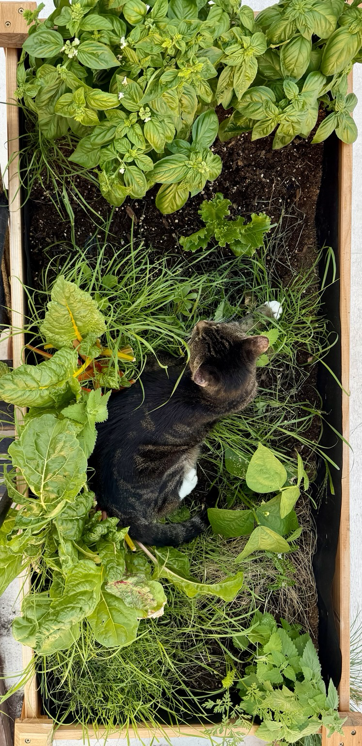 but a scene from above the cat is completely surrounded by a bean plant grass and other vegetables which she is ruining