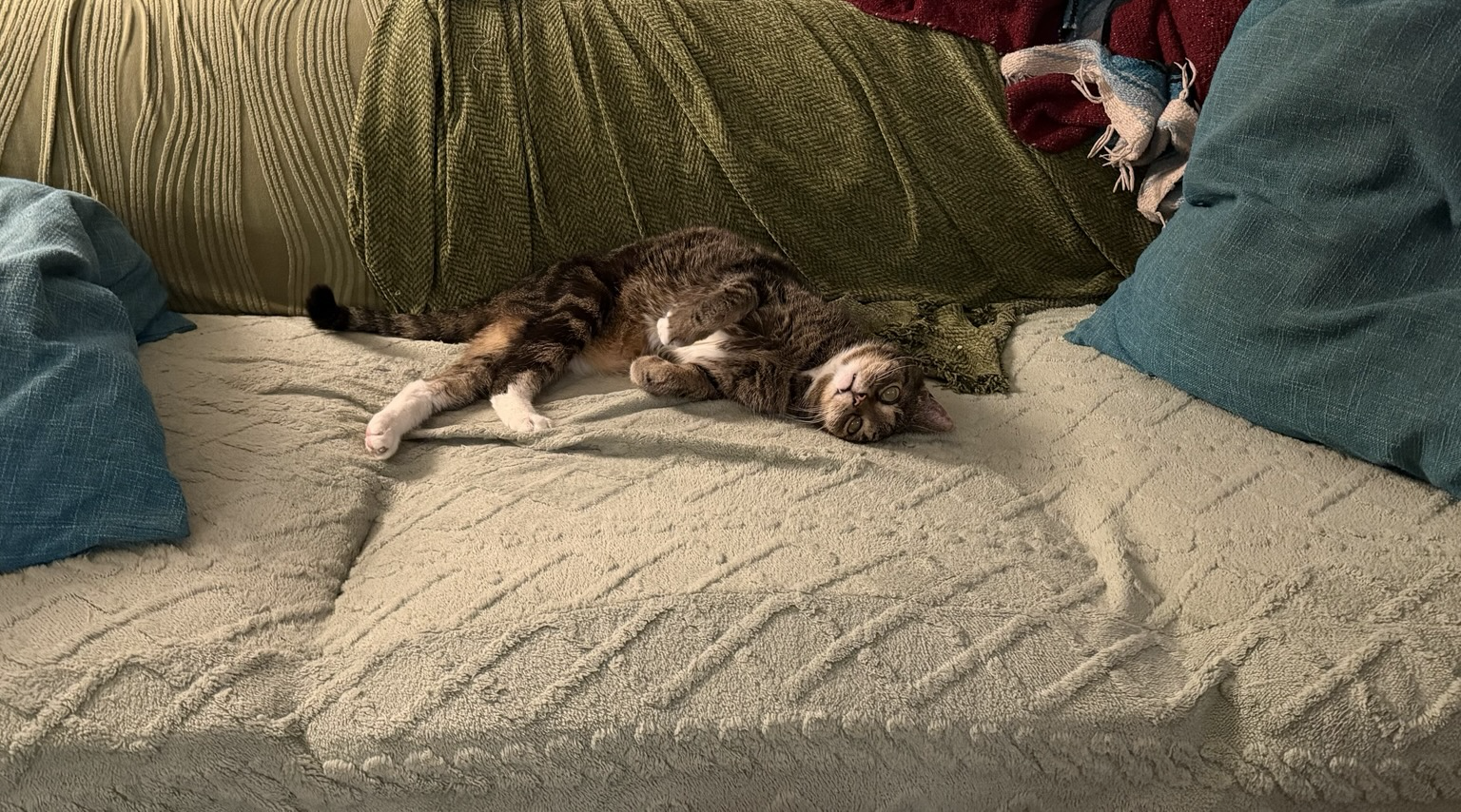 A small tabby cat sits in the middle of a couch, taking up as much space as possible