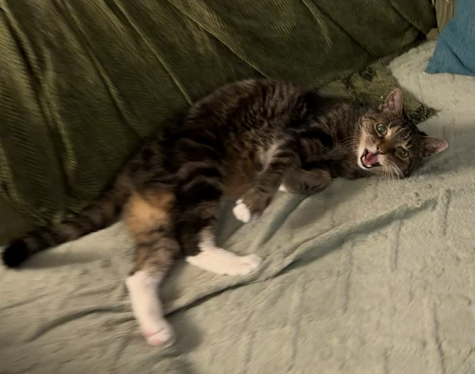 A closer view of the tabby cat, who is meowing at you, but not taking up less space