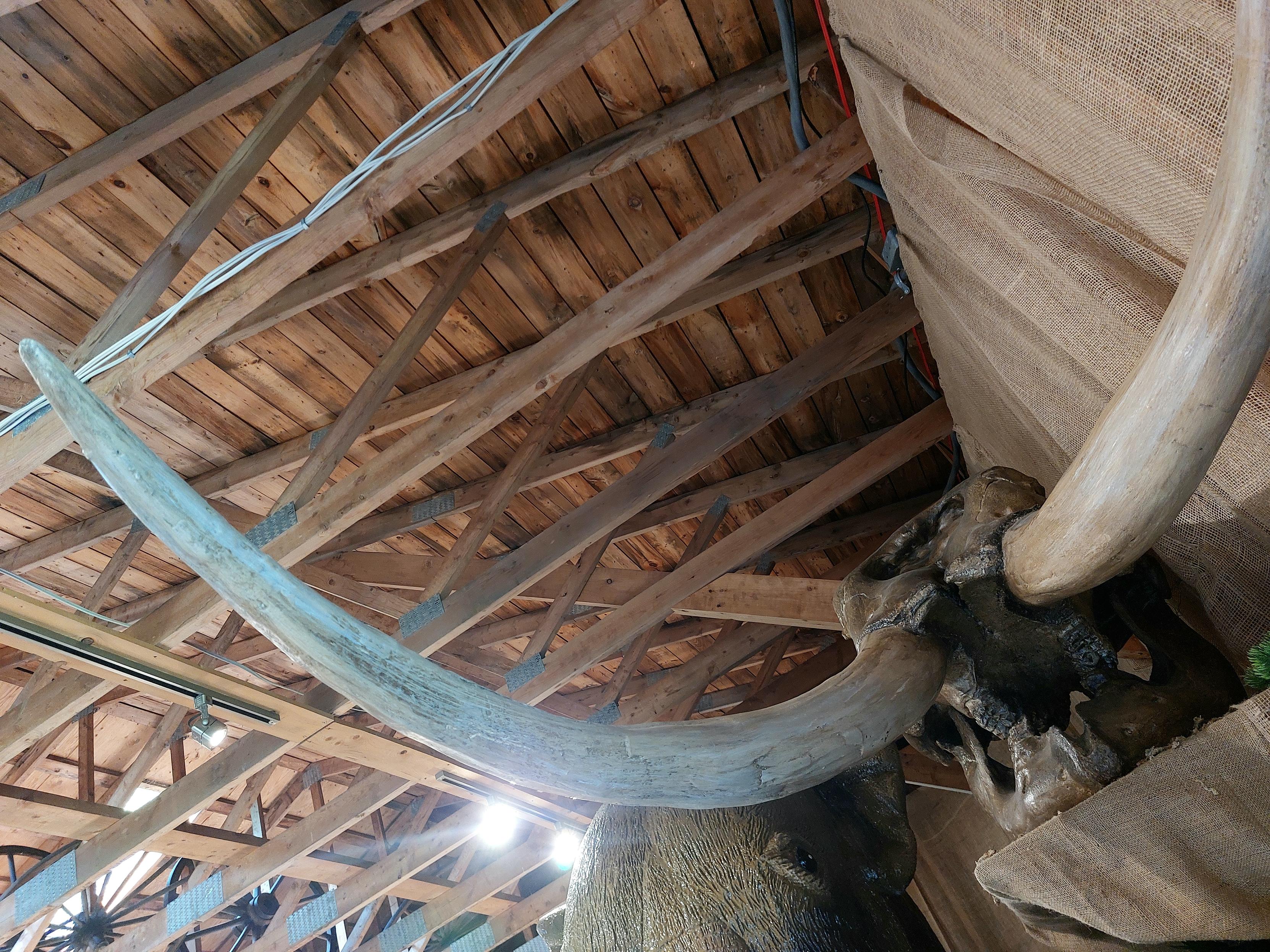 A replica of the Hillsborough Mastodon's disturbingly Space Jockey-esque skull, taken at a dramatic Dutch angle to emphasize its screaming mouth as its tusks sweep directly toward your face.