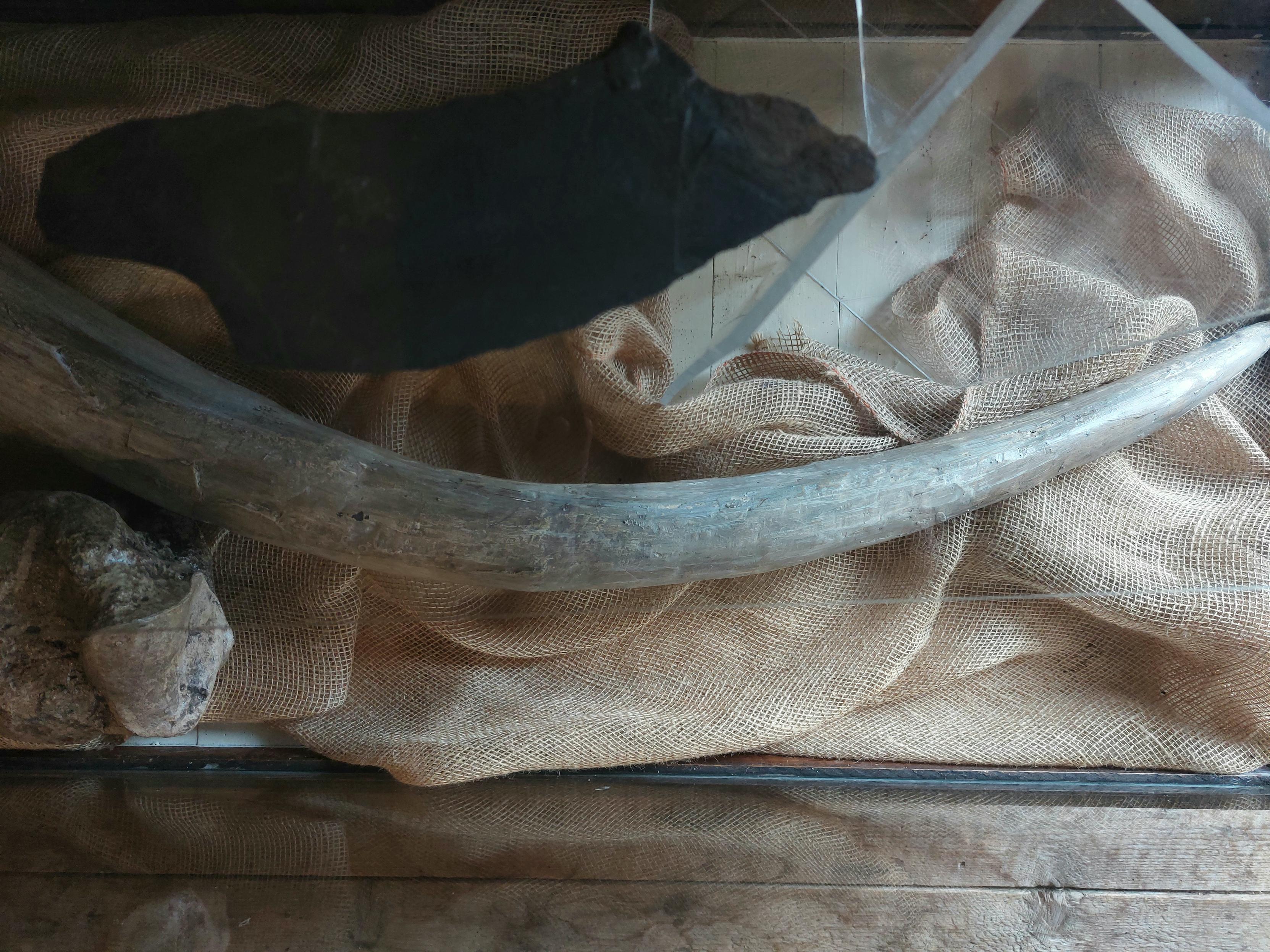 A five-footish long replica rib from the Hillsborough Mastodon, softly lit and gently cradled in burlap within its display case.