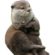 :NopeOtter: NopeOtter