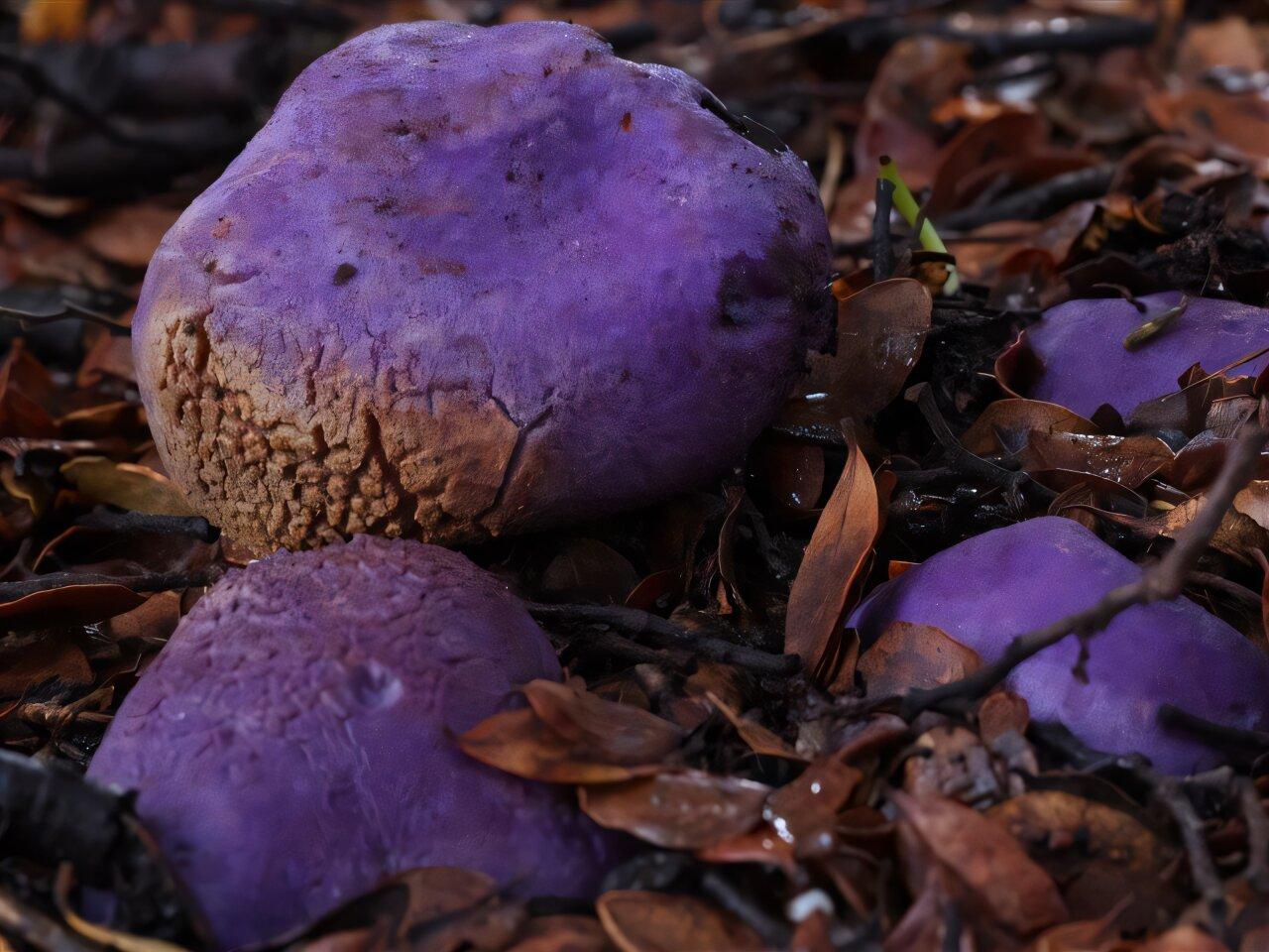 close-up photo of several potato-shaped deep purple fungal fruiting bodies