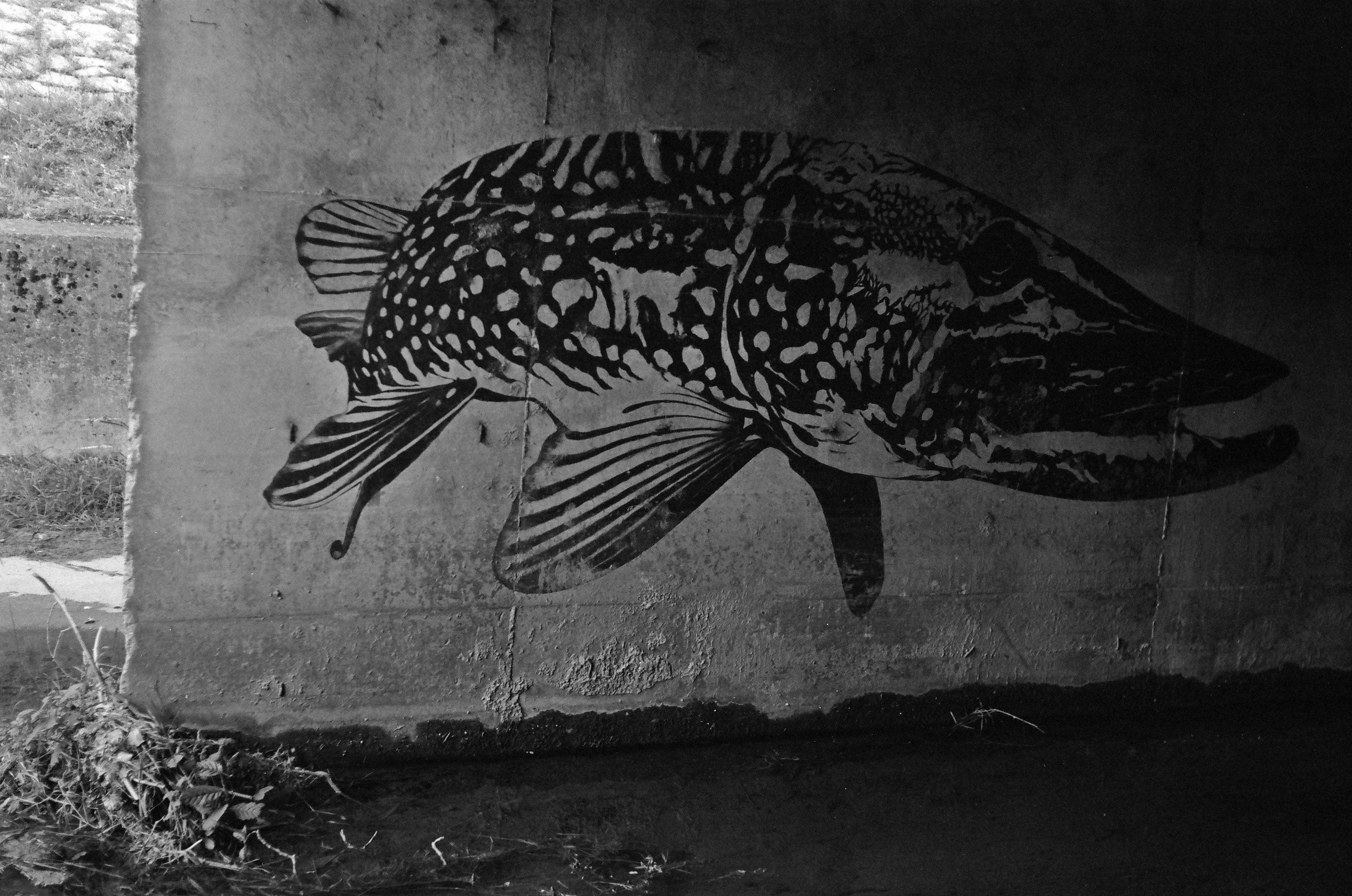 Schwarz-weißes Foto von Graffiti unter einer Brücke: ein Hecht ist gezeichnet. Schwarz-weißes Foto von Graffiti unter einer Brücke: ein Hecht ist gezeichnet.