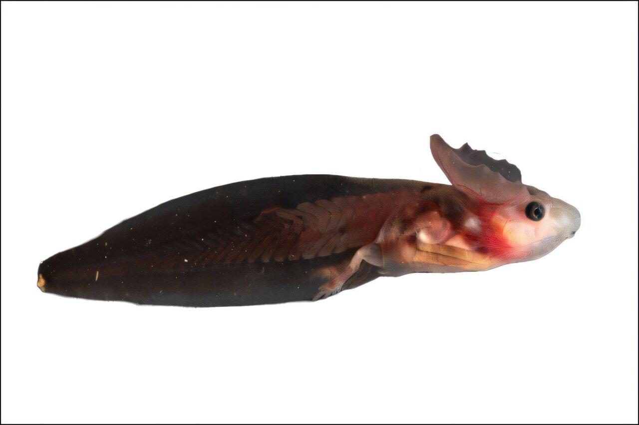 close-up photo of a partially translucent tadpole with a conspicuous fleshy crest on its head