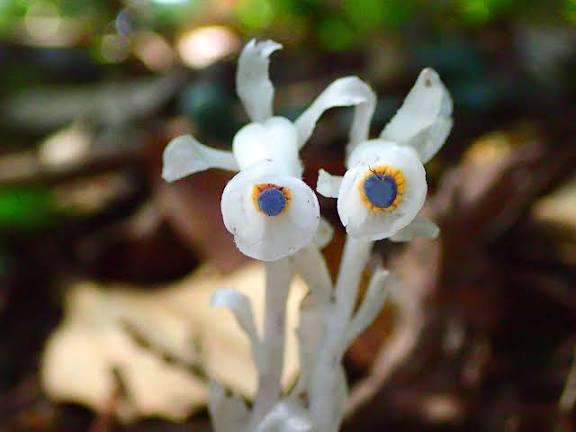 Close-up photo of small white flowers with yellow and blue centres