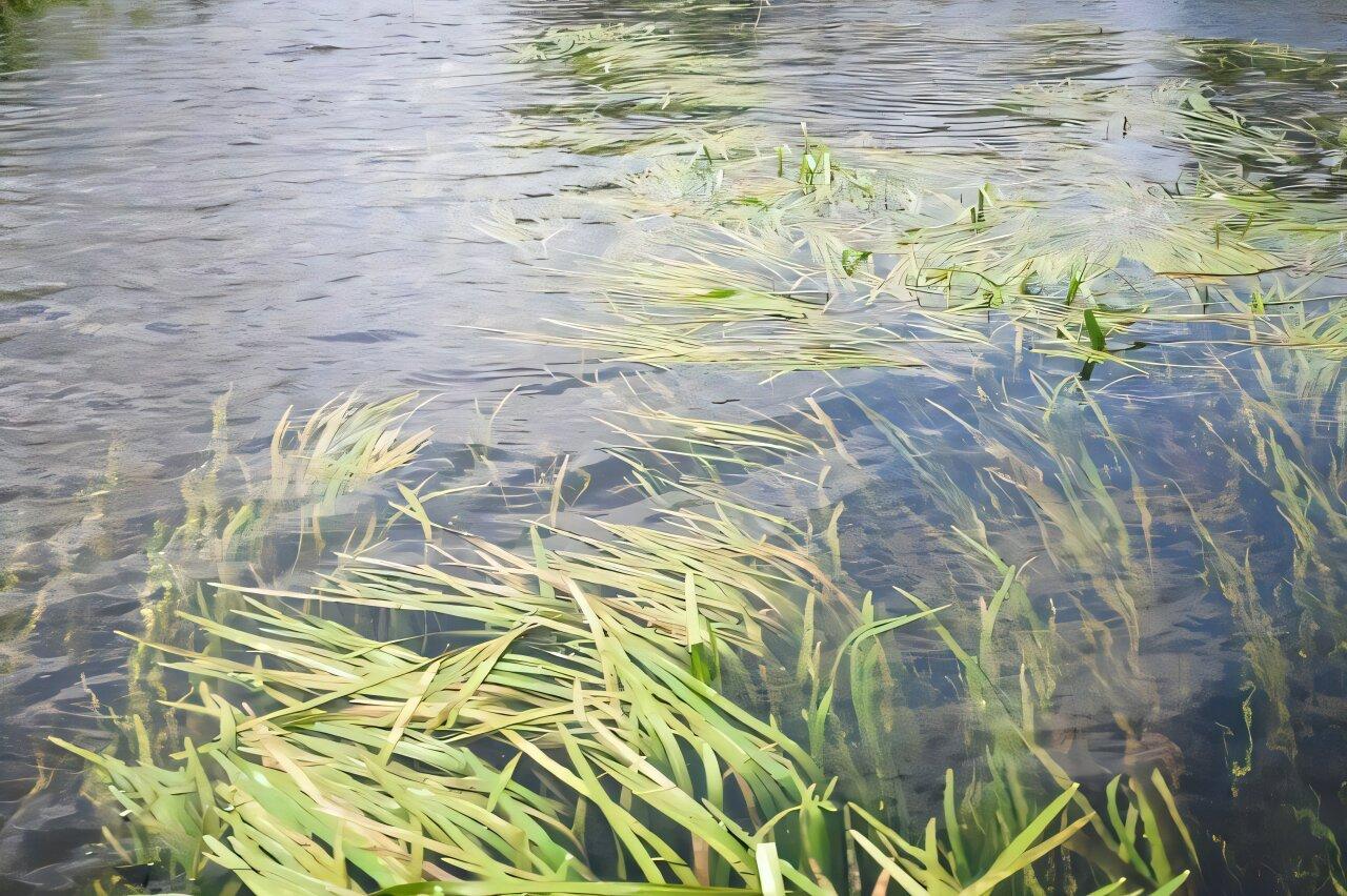 photo of grass-like aquatic plants growing in a river