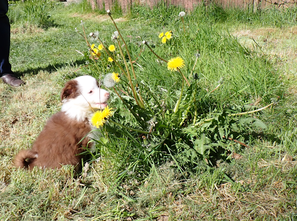 Mini American Shepherd pup sitting in the grass underneath dandelion flowers and seed heads. She looks content and tiny compared to the flowers.