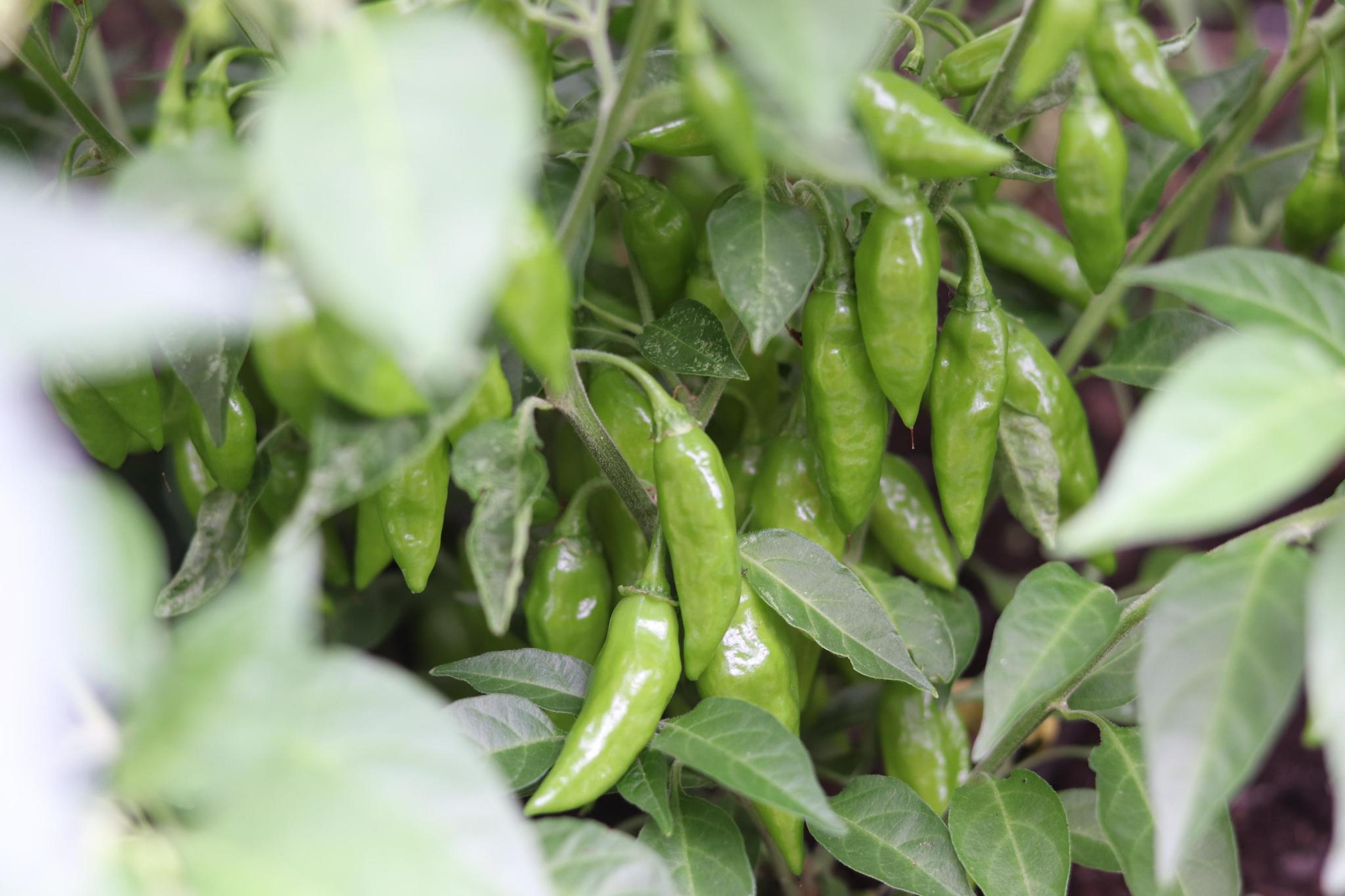 A plant covered with dozens of little green peppers