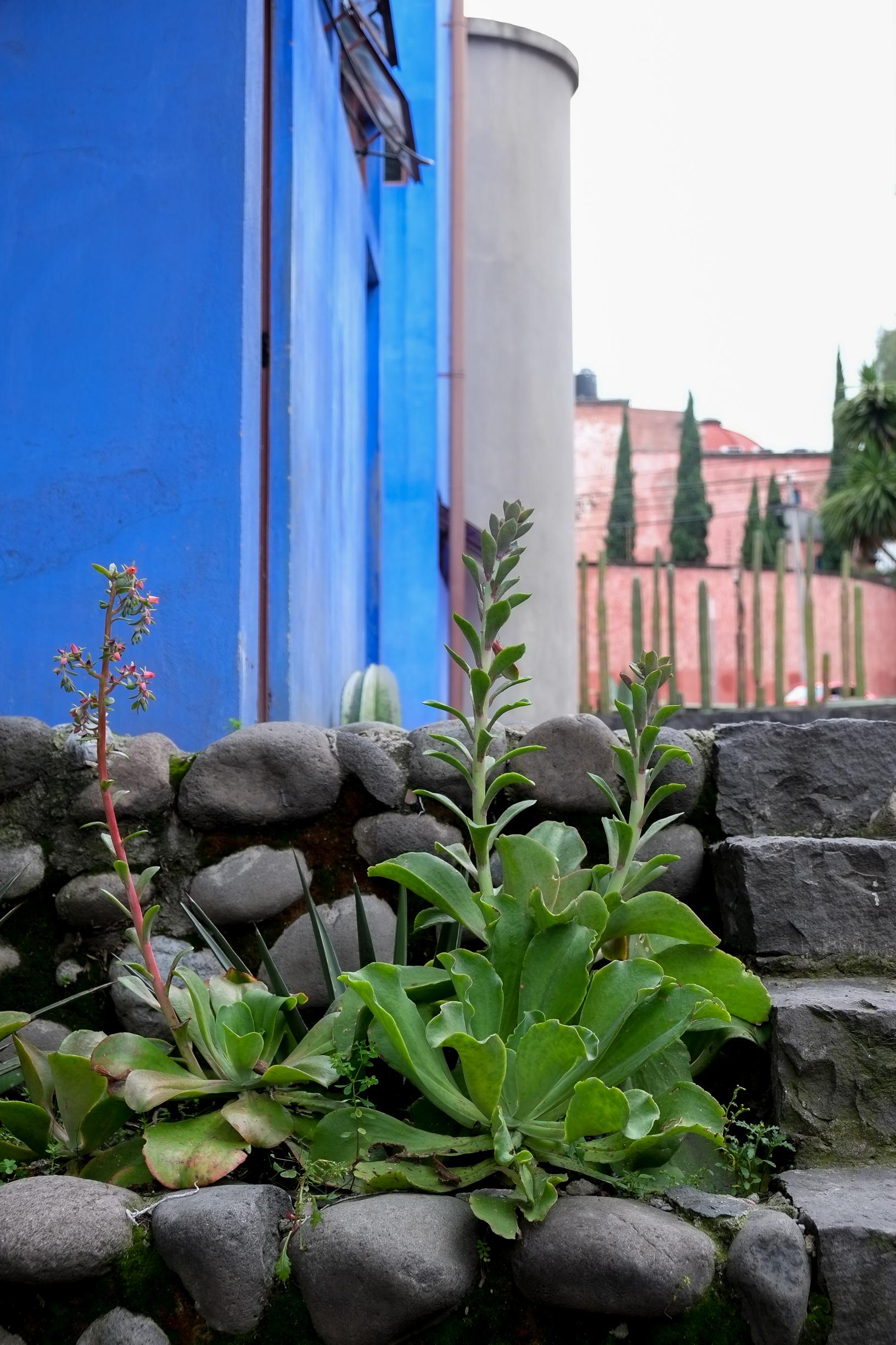 Photo of succulents nestled on a stone wall. There are stone steps visible on the right and a bright blue building behind. Museo Casa Estudio Diego Rivera & Frida Kahlo, architect Juan O’Gorman, San Ángel, Mexico City, 13 September 2016. Photo CIndy Kohtala