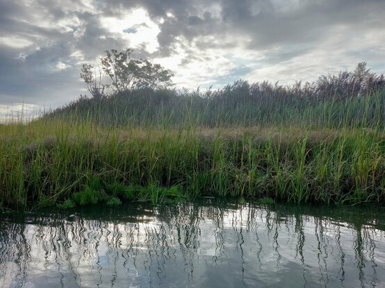 Sunny-day photo of marsh and trees on Snake Island, a tiny island just east of Logan Airport.