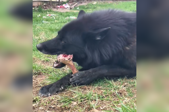 Wolfdog