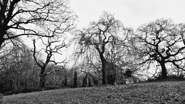 A row of four bare trees in black and white silhouetted against a bleak grey sky