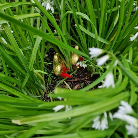 Two Lindt easter bunnies in gold wrapping are hiding in a big bush of three cornered leeks, ready to be found by eager children