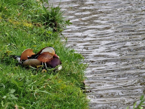 A mandarin duck is chilling at the bank of the New River in North London, eyes closed dozing in the grass