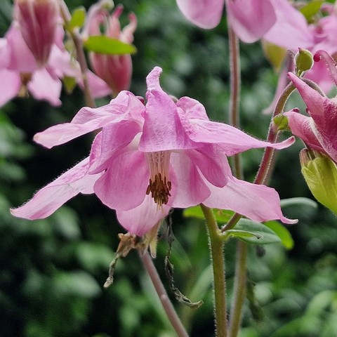 Close up of a single pink common columbine in a garden near Stuttgart in the foreground, several other pink columbine blooms in the background and upper corners, against a dark green out-of focus hedge. The photo is taken from below the flower looking up, so we see the white pistil with dark red tips and yellow pollen emerging