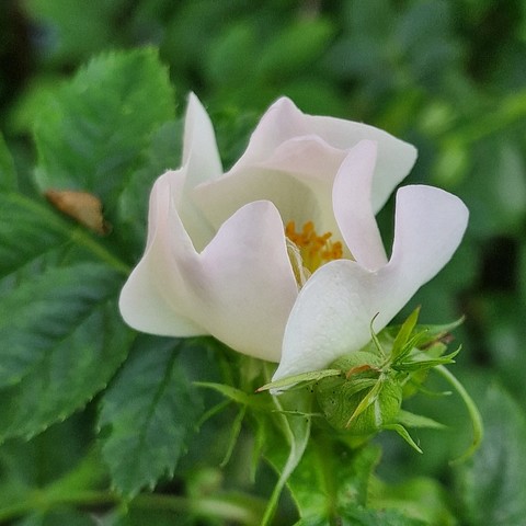 Close-up shot of a white blossom of rosa canina (Dog's Rose) in the garden, half open with curled up petals and the yellow stamen inside just visible. The petals have the tiniest shimmer of pink at the top. Two more closed green buds in the bottom right corner, the background is a faded green of leaves