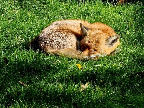 A fox is lying in the sunshine on a patch of green grass, curled up and eyes closed, dozing peacefully