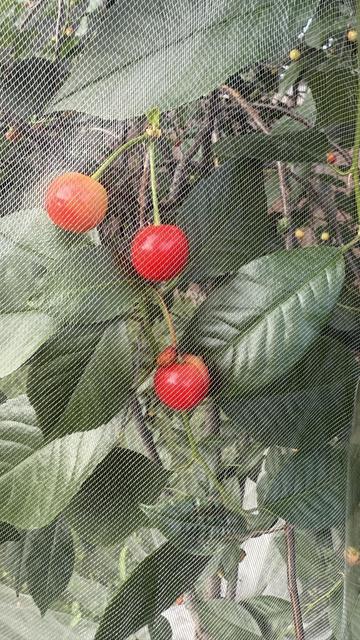 Red cherries ripening (behind a bird net)
