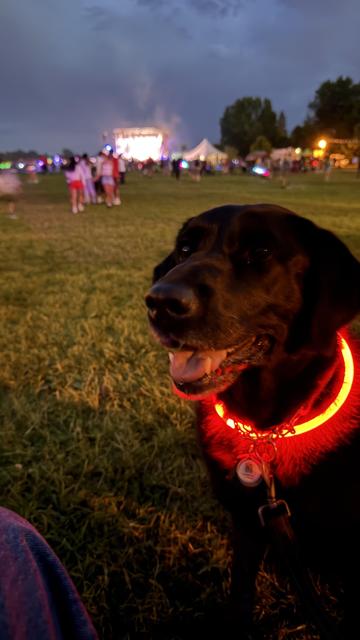 Stanley the Labrador at the local Canada Day celebration, in his red glowing collar.