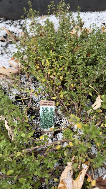 The late autumn remains of my outdoor thyme bush, clearly marked “winter thyme” but also surrounded by this morning’s snowfall and some stray fallen tree leaves.