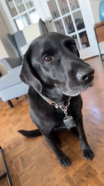 Stanley the black lab doing one of his most popular activities: yawning.