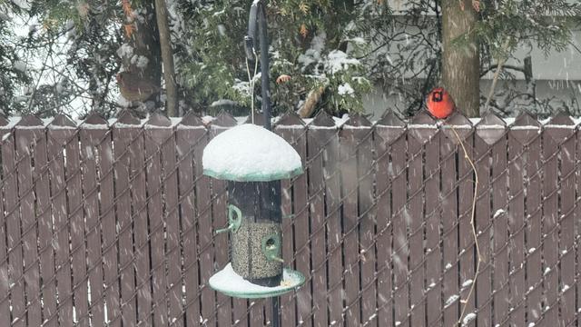 Our outdoor bird feeder with the fence behind, female and male cardinals watching me through the nearby window.