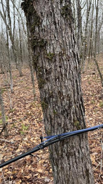 A sugar maple with tap holes, and the tap lines attached to the trunk line.